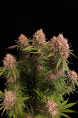 Instagram GG4 Sherbet FF