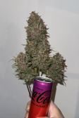 Instagram Cherry Cola Auto