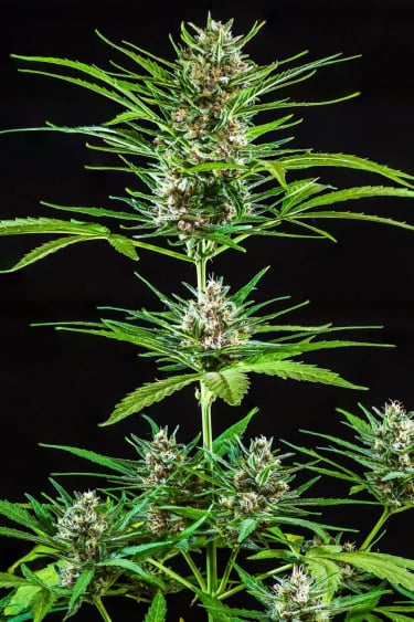 Instagram Strawberry Banana Auto