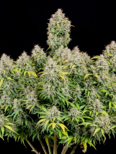 Instagram Cinderella Auto