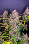Instagram LSD-25 Auto