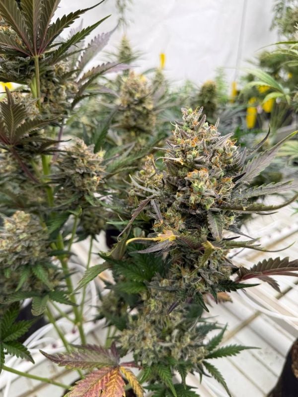 Instagram Chemdawg Auto