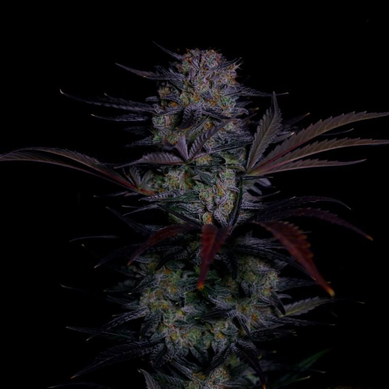 Instagram Mendo Frost Auto
