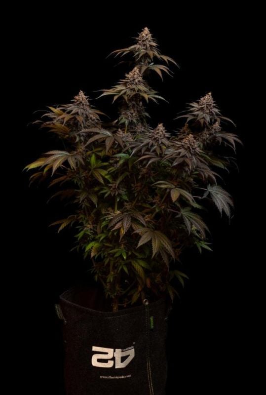 Instagram Lemon Cherry Runtz