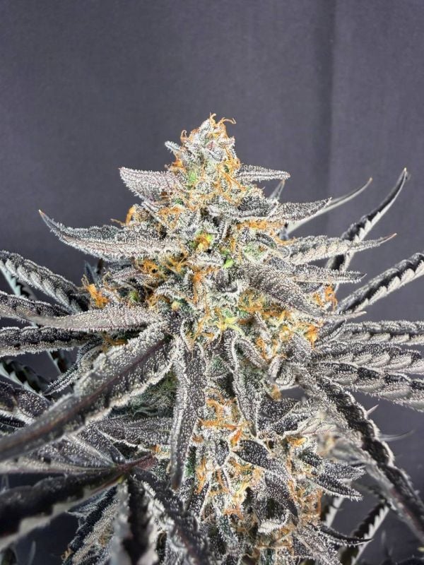 Instagram Cheese Auto