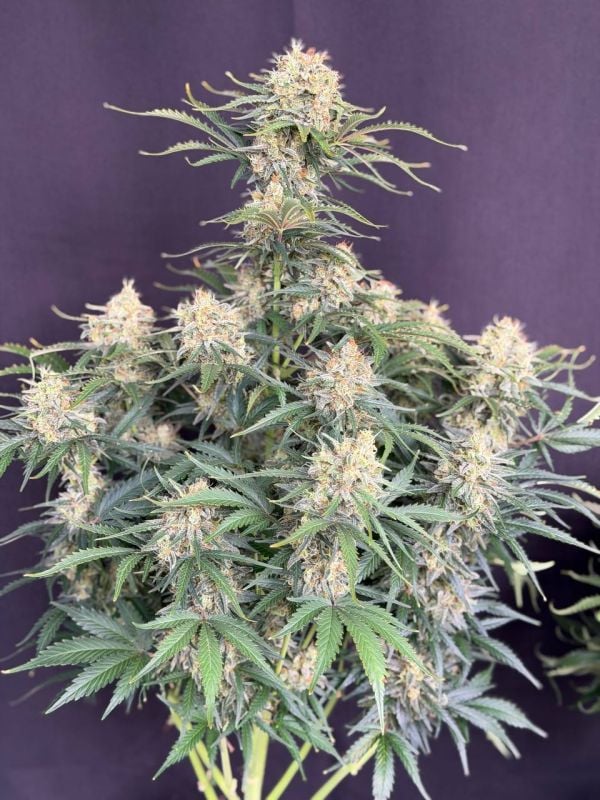 Instagram White Widow Auto