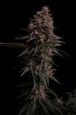 Instagram Purple Lemonade FF