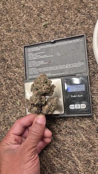 Banana Purple Punch Auto RF3 @island_terps_ GD:IG 1