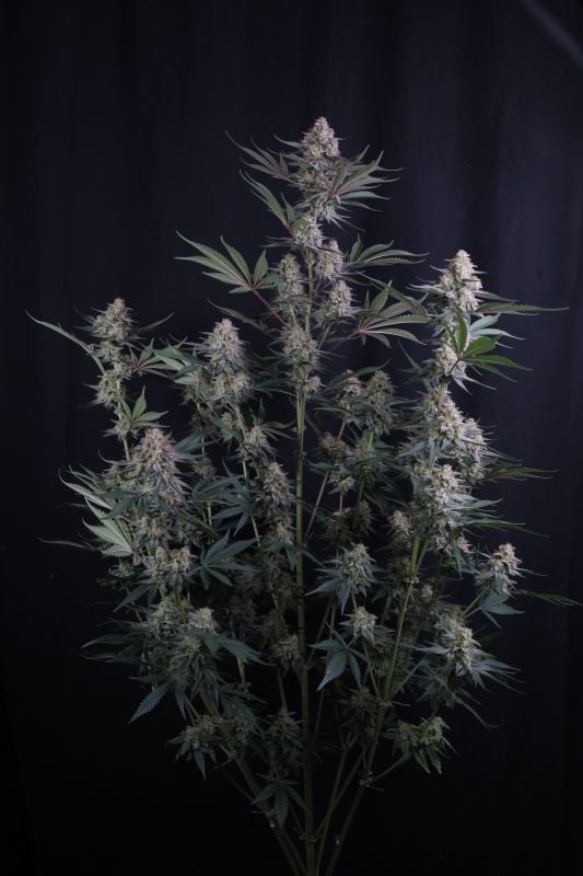 Instagram Lemon Tree Auto