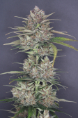 Instagram Purple Lemonade Auto