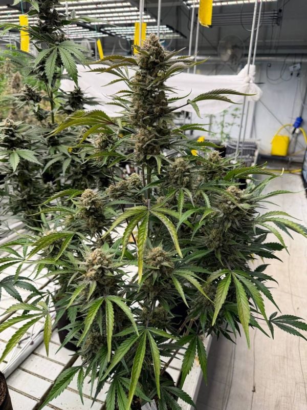 Instagram Sour Diesel Auto