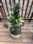 Instagram Strawberry Gorilla Auto