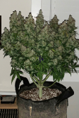 Instagram Gorilla Cookies Auto
