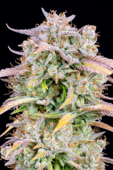 Instagram Big Bud Auto