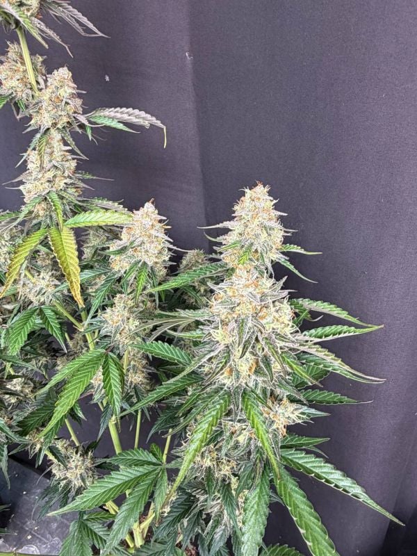 Instagram Skunk Auto