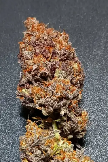 Instagram GG4 Sherbet FF