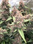 Instagram Lemon Cherry Cookies Auto