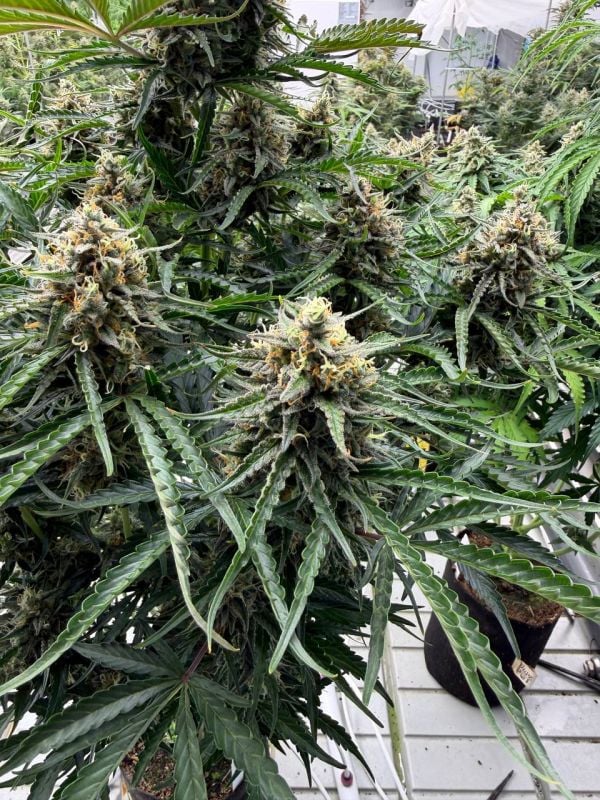 Instagram Northern Lights Auto