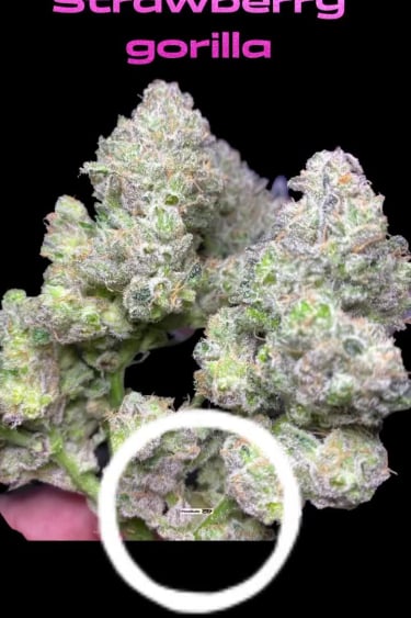 Strawberry Gorilla Auto