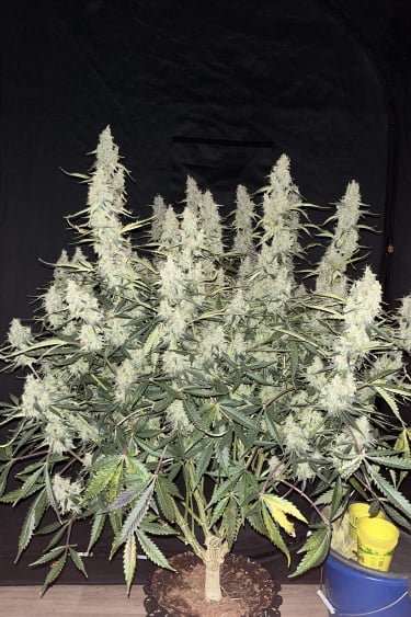 Instagram Jack Herer Auto