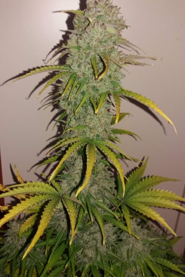 Instagram Californian Snow Auto