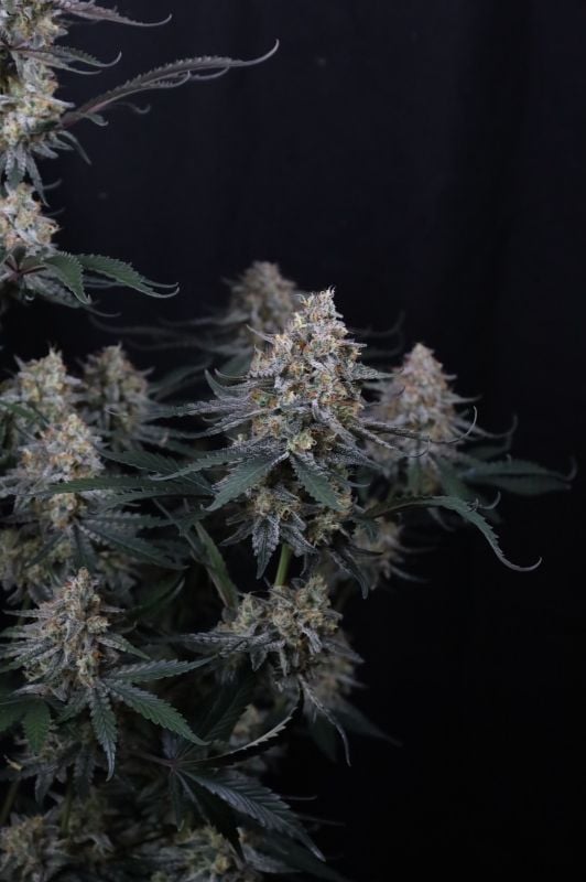 Instagram Guava Sundae Auto