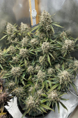 Instagram Strawberry Gorilla Auto