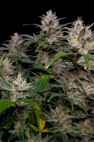 Instagram Pineapple Express Auto