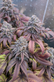 Instagram Papaya Sherbet™