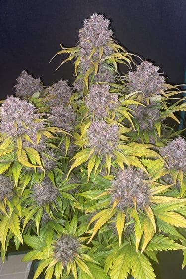 Instagram Purple Lemonade Auto