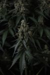 Instagram Banana Cherry Cookies Auto™