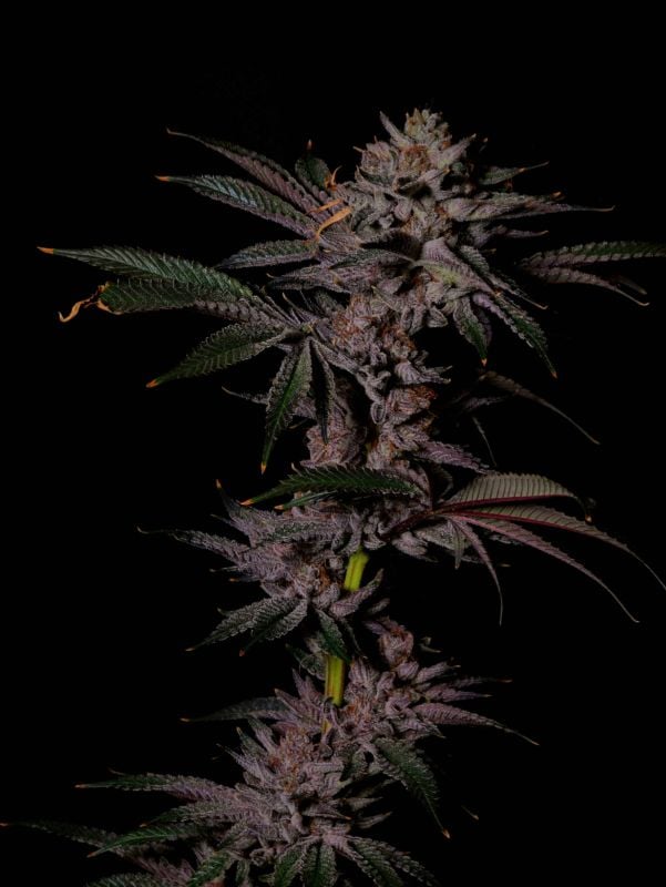 Instagram Mix Pack FF