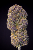 Instagram Cherry Cola Auto