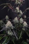 Instagram Sundae Frost Auto™
