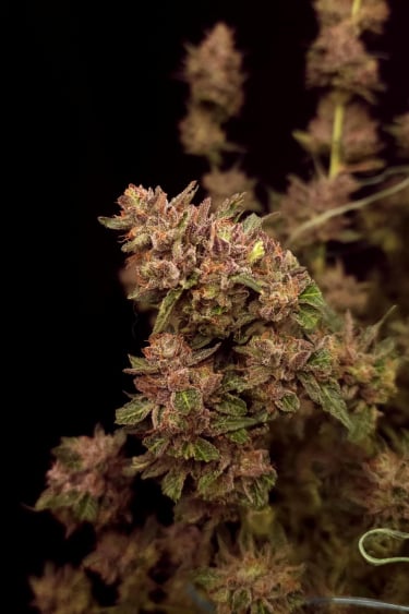 Instagram GG4 Sherbet FF