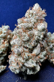 Instagram Cherry Cola Auto