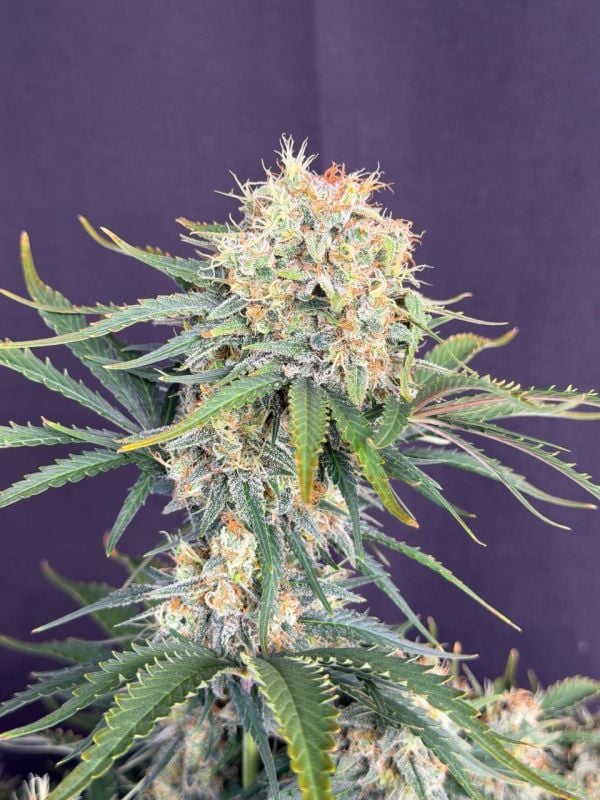 Instagram White Widow Auto