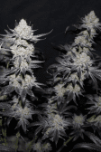 Instagram Tropicana Cookies FF