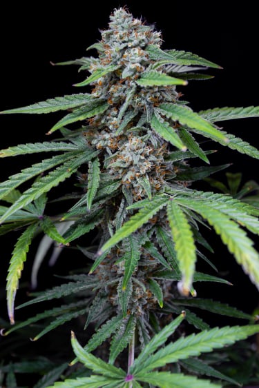 Instagram Forbidden Runtz Auto