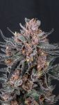 Instagram Mango Cherry Runtz Auto™