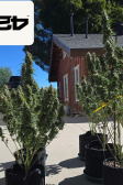 Instagram Pound Cake Auto™