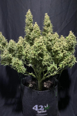 Instagram Sour Jealousy Auto™