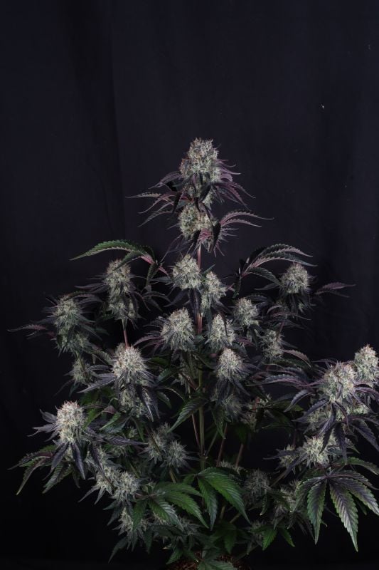 Instagram Sundae Frost Auto