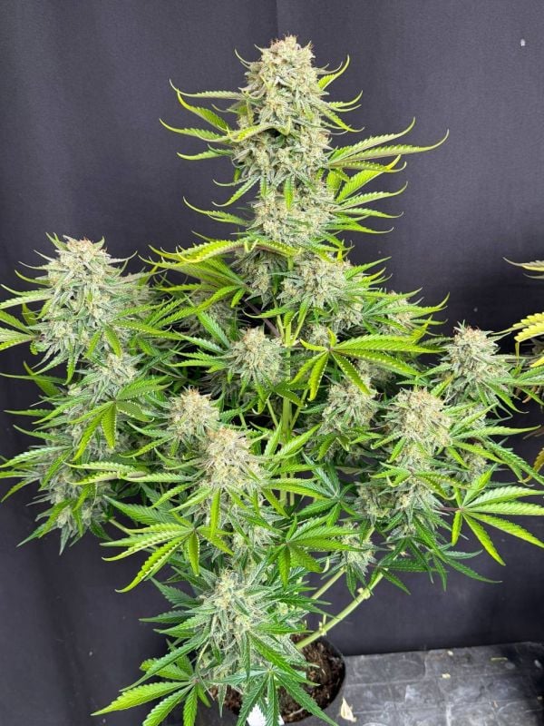 Instagram Cinderella Auto
