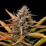 Instagram Lemon Tree Auto™