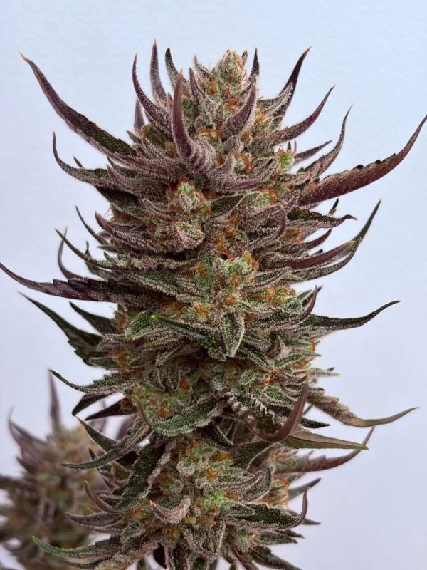 Instagram Guava Auto RF3