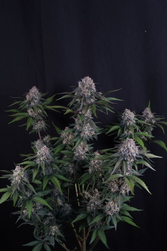 Instagram Lemon Cherry Sundae Auto