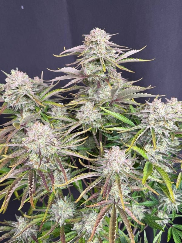 Instagram Cinderella Auto