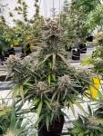 Instagram Blueberry Auto
