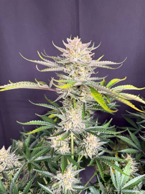 Instagram BubbleGum Auto